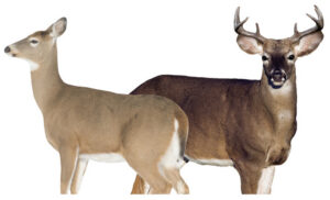 MONTANA DECOY DEER DREAM TEAM